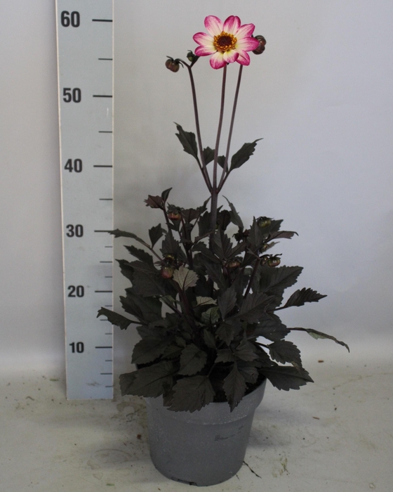 <h4>Dahlia 19 cm Donkerblad Magenta Bicolour</h4>