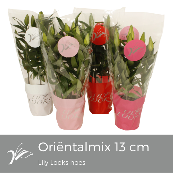 <h4>Lilium oriëntal mix 13 cm Lily Looks hoes (or. lelie)</h4>