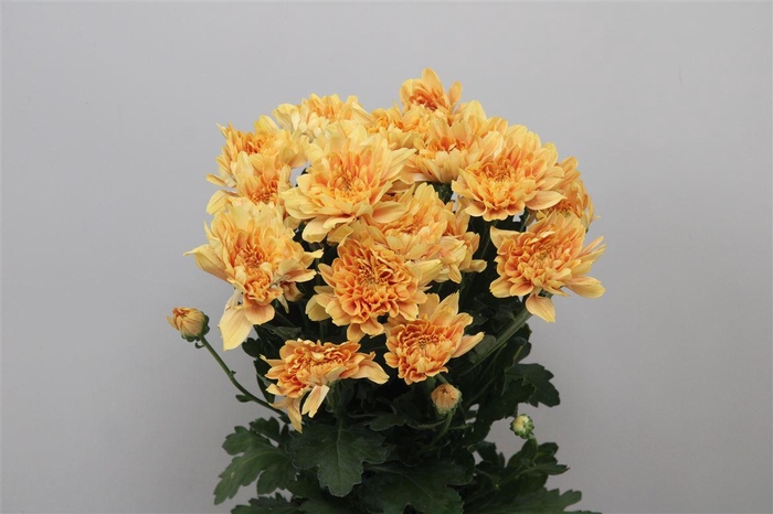 <h4>Chr T Kalimba Orange</h4>