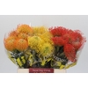 Nutans Mix 3 kleur