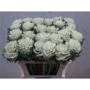 Brass Crane Fea Snow