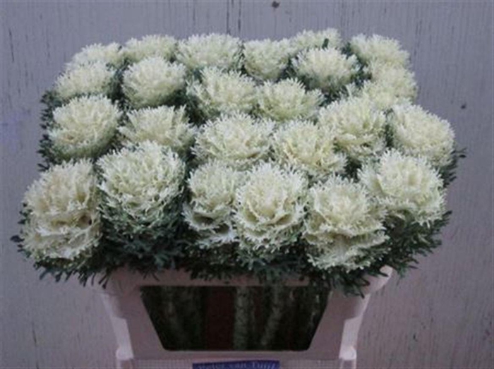 <h4>Brass Crane Fea Snow</h4>