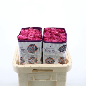 Rosa gr Country Spirit Blues
