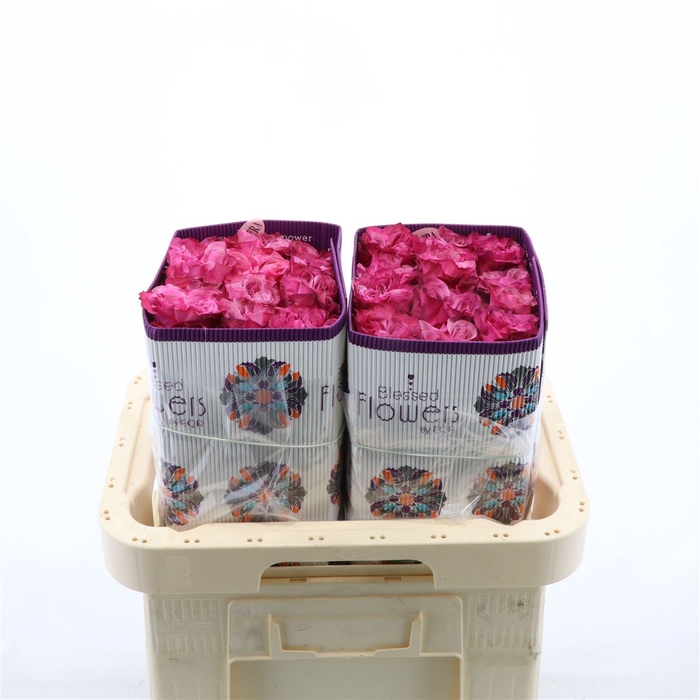 <h4>Rosa gr Country Spirit Blues</h4>