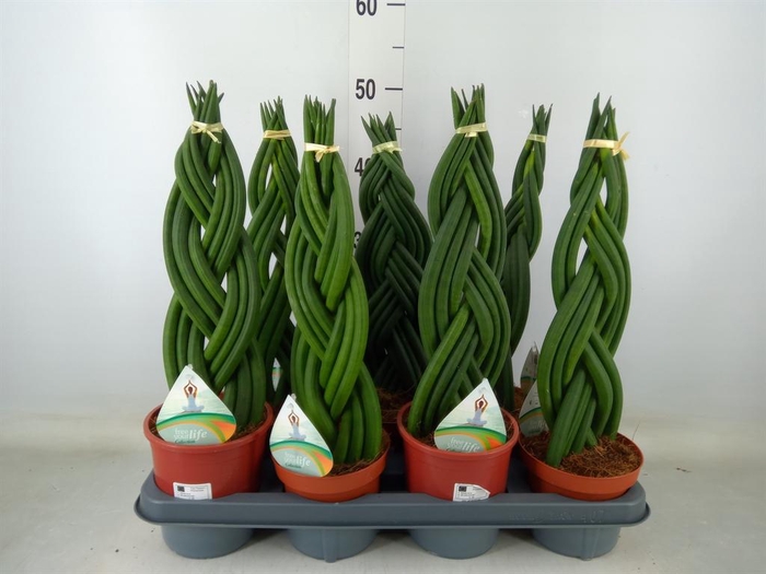 <h4>Hoya kerrii</h4>