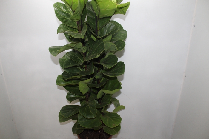 <h4>FICUS LYRATA BAMBINO P24 COMPACTO</h4>