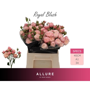 R TR ROYAL BLUSH