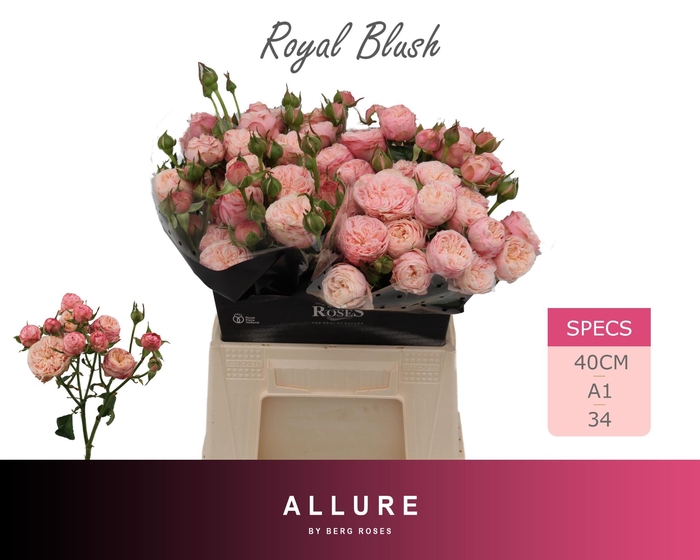 <h4>R TR ROYAL BLUSH</h4>
