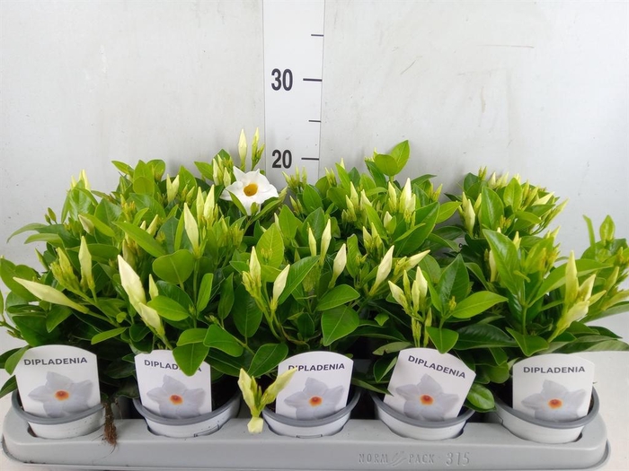 <h4>Mandevilla sand. 'Rio White'</h4>