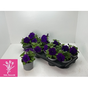 PET LIMBO VIOLET