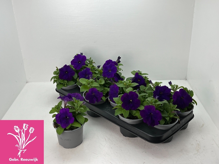 <h4>PET LIMBO VIOLET</h4>
