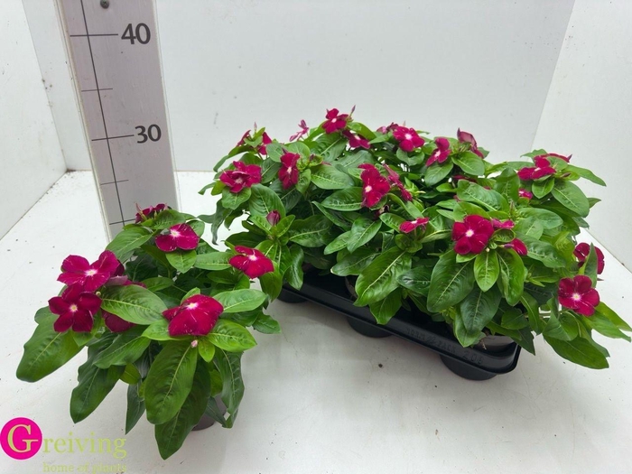<h4>CATH CO C CHERRY</h4>