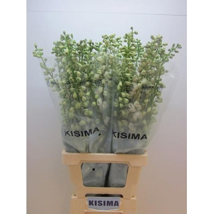 Delph Guardian White Kisima