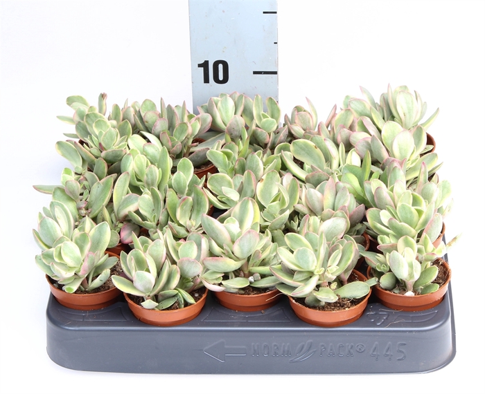 Crassula   ...