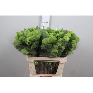 Viburnum Roseum St 4+