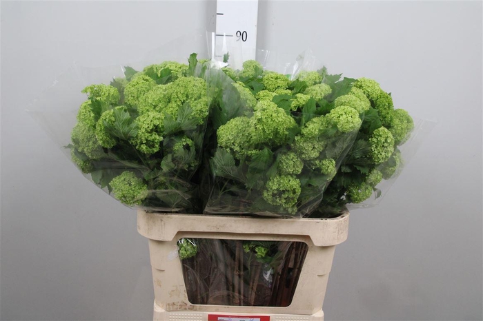 <h4>Viburnum Roseum St 4+</h4>