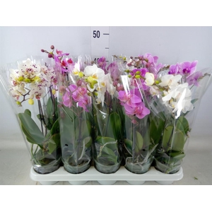 Phalaenopsis multi.   ...mix  5