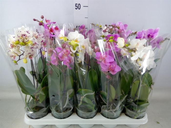 <h4>Phalaenopsis multi. ...mix 5</h4>