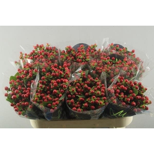 Hypericum Tomato Flair (rood)