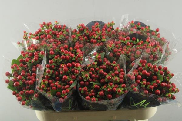 <h4>Hypericum Tomato Flair (rood)</h4>