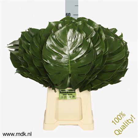 <h4>Monsterablad Quality Greens</h4>