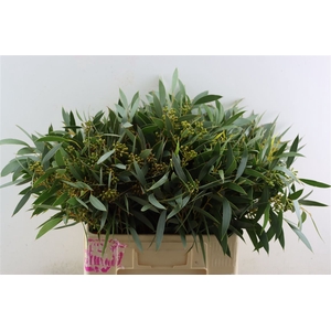 Euca Amber Nut Berry 60cm