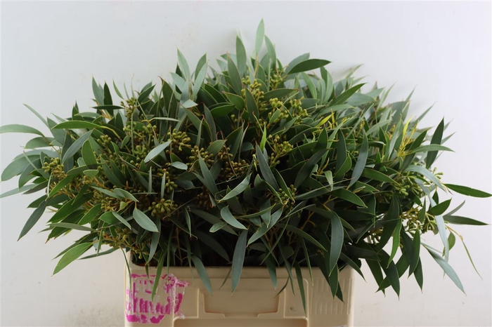 <h4>Euca Amber Nut Berry 60cm</h4>