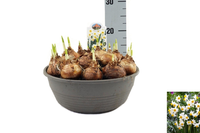 <h4>Narcissus Odoratus</h4>