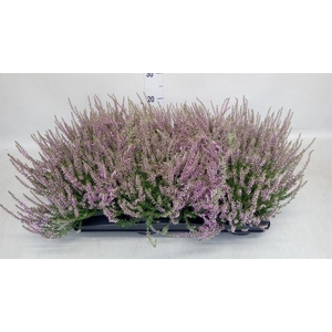 Calluna vulg. 'Garden G Freya'