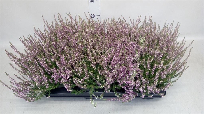 <h4>Calluna vulg. 'Garden G Freya'</h4>