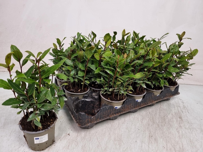 <h4>LAU NOBILIS</h4>