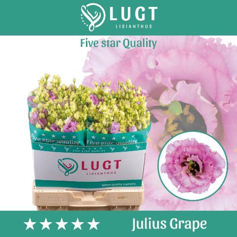 <h4>Lisianthus Julius Grape</h4>