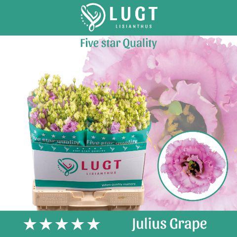 <h4>Lisianthus Julius Grape</h4>