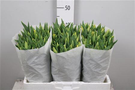 <h4>Tu En Strong Gold</h4>