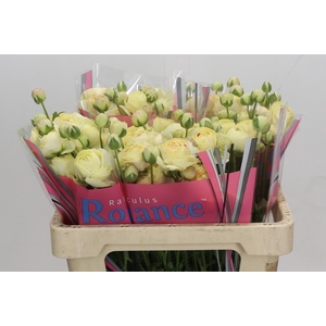 Ranunculus Romance Hydra