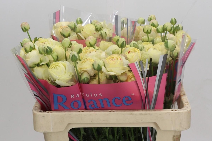 Ranunculus Romance Hydra