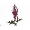 Astilbe Ar Else Schluc