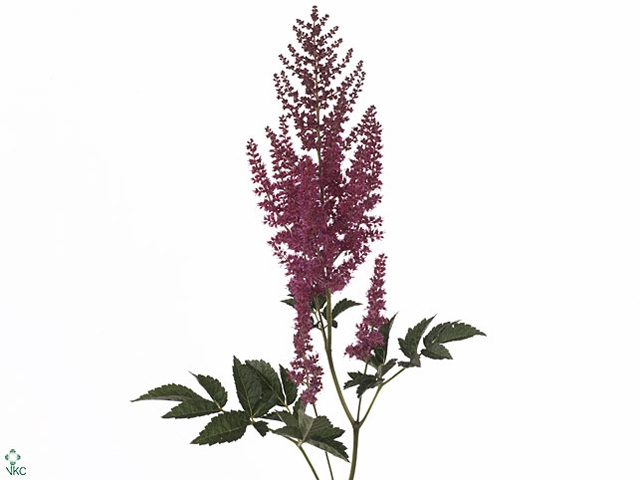 Astilbe Ar Else Schluc