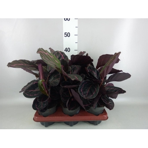 Calathea roseopicta 'Dottie'