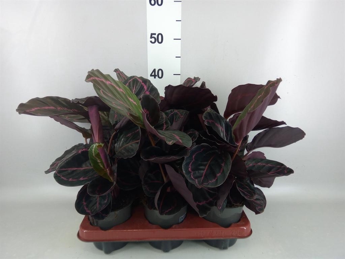 <h4>Calathea roseopicta 'Dottie'</h4>
