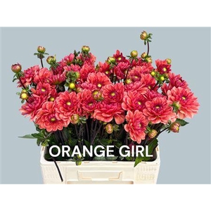 DAHL ORANGE GIRL
