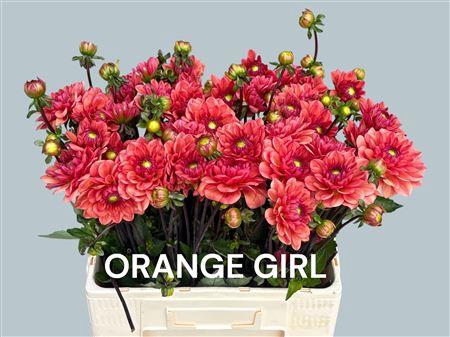 <h4>DAHL ORANGE GIRL</h4>