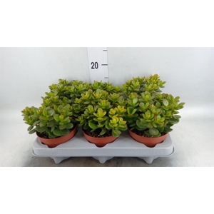 Crassula ovata 'Minor'