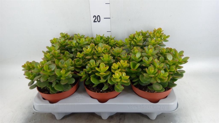 <h4>Crassula ovata 'Minor'</h4>