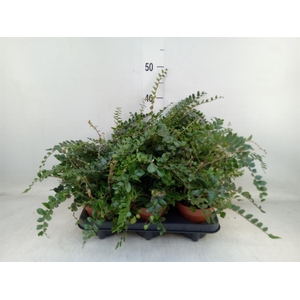 Pellaea rotundifolia