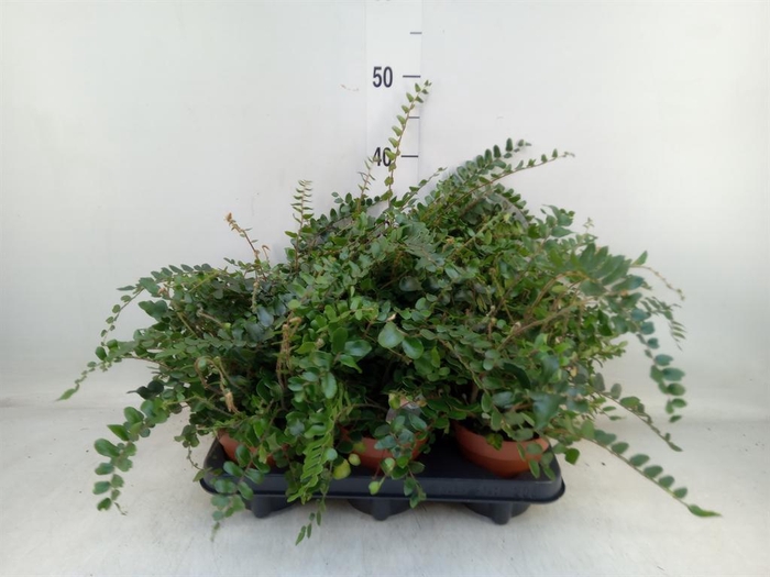 <h4>Pellaea rotundifolia</h4>