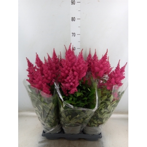 Astilbe arendsii 'Drum and Bass'