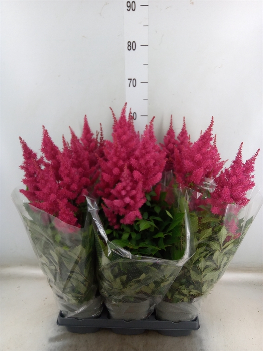 <h4>Astilbe arendsii 'Drum and Bass'</h4>
