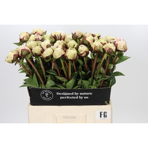 Paeonia Dr F.G. Brethour