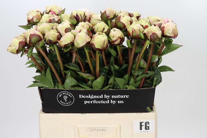 <h4>Paeonia Dr F.G. Brethour</h4>